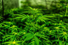 Cannabis I -5914.jpg