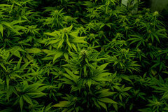 Cannabis III-5938.jpg