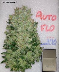 Gorilla cookies auto