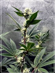Flo+35 GMO  .jpg