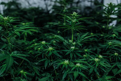 Cannabis III-5911.jpg