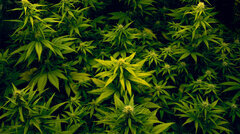 Cannabis IV-5939.jpg