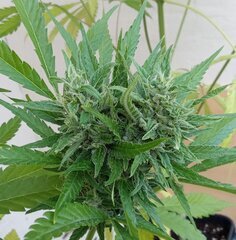 Hindu Kush et Zamaldelica autos. In & Out.