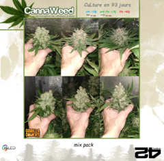Buds check