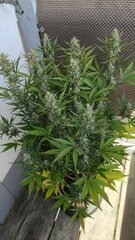 Westcoast og auto