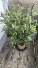 Westcoast og auto