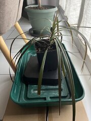 Au rempotage 1 Litre