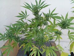 IMG_20260601_185553.jpg