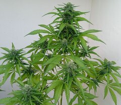 IMG_20260601_185731.jpg
