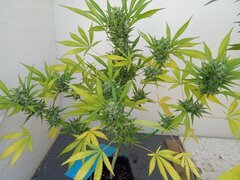 IMG_20260607_075004.jpg