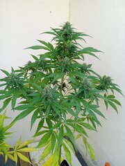 IMG_20260607_083617.jpg