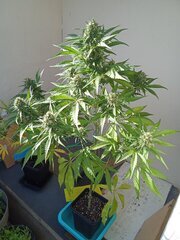 IMG_20260611_181822.jpg