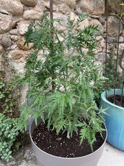 Purple Freakshow - Khalifa Genetics