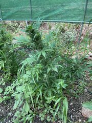 IMG_9405.jpeg