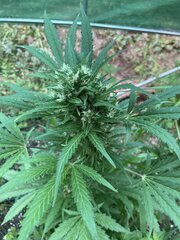 IMG_9406.jpeg