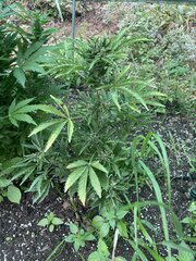 IMG_9407.jpeg
