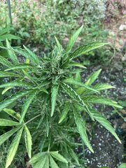 IMG_9408.jpeg