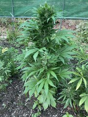 IMG_9409.jpeg