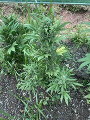IMG_9411.jpeg