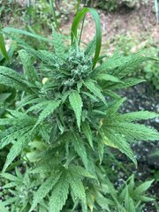 IMG_9412.jpeg