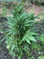 IMG_9413.jpeg