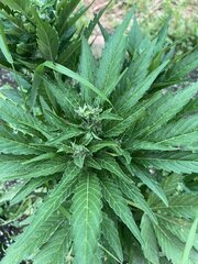 IMG_9414.jpeg