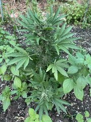 IMG_9415.jpeg