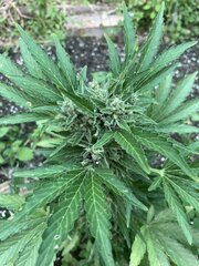 IMG_9416.jpeg