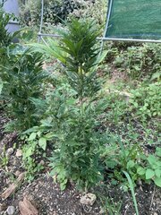 IMG_9417.jpeg