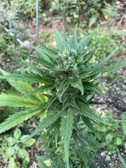 IMG_9418.jpeg