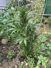 IMG_9419.jpeg