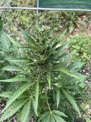 IMG_9420.jpeg