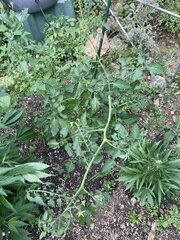 IMG_9421.jpeg