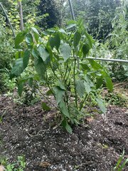 IMG_9431.jpeg