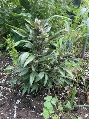 Tropicanna Punch