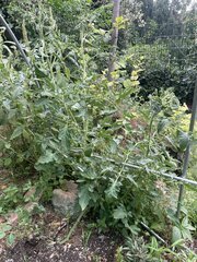 IMG_9434.jpeg