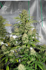 BIG BUD