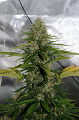 BIG BUD