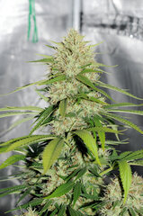BIG BUD