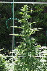 SOMANGO AUTO