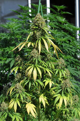 BIG BUD