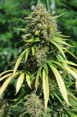 BIG BUD