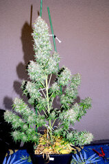 BIG BUD