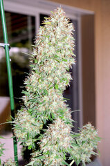 BIG BUD
