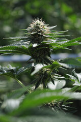 BUBBA KUSH