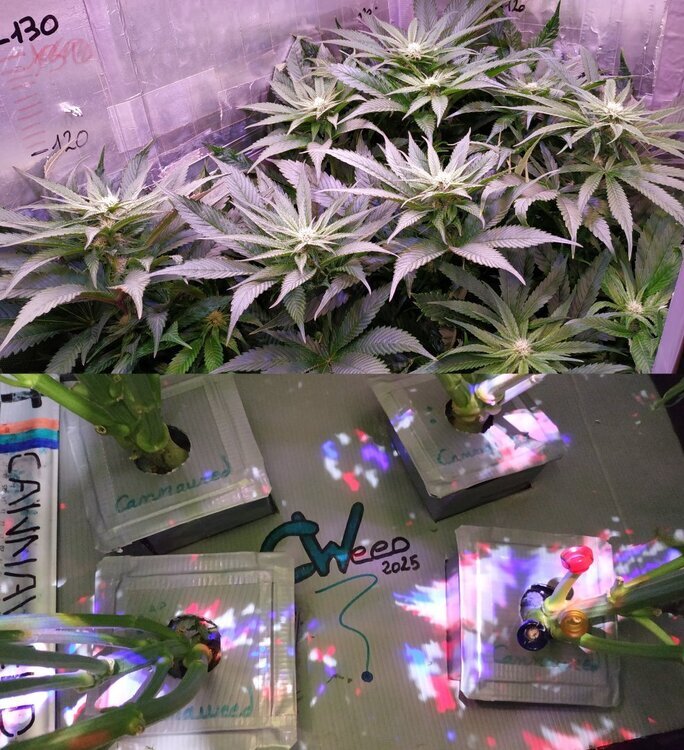 GC purple q 2025 Lamic-Tal 2.jpg