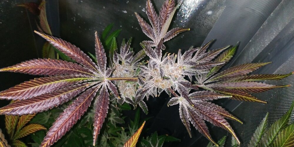 Purple queen RQS cw.jpg