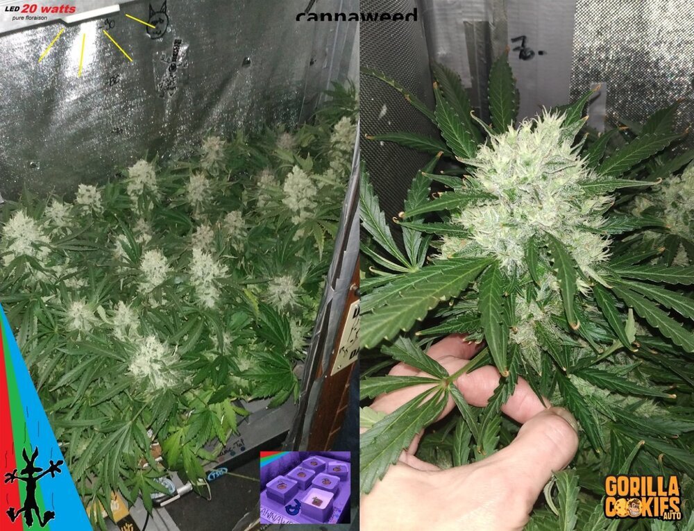 CW Fast Mix Max J+81 NFT Lamic-Tal (2907 x 2227).jpg