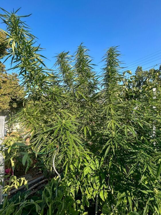 Grow26--501.thumb.jpg.f3eec0e77325ff77f1f8936f6bdbe088.jpg.1c5d78ffadbd23bda254be02185aea25.jpg
