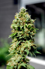 BUBBA KUSH